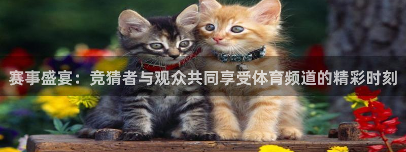 赛事盛宴：竞猜者与观众共同享受体育频道的精彩时刻