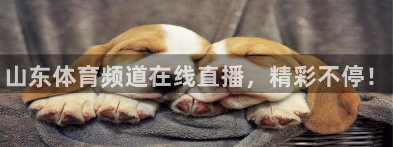 山东体育频道在线直播，精彩不停！