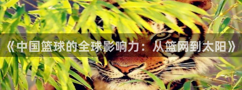 《中国篮球的全球影响力：从篮网到太阳》